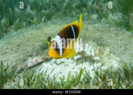 Mer Rouge, Dahab, Egypte. 14Th Nov, 2017. Mer Rouge poisson clown ou Threebanded poisson clown (Amphiprion bicinctus) et blanc (albinisme) anémone Entacmaea quadricolor (Bulle, Parasicyonis actinostoloides) dans le pneu - récif artificiel Crédit : Andrey Nekrasov/ZUMA/ZUMAPRESS.com/Alamy fil Live News Banque D'Images