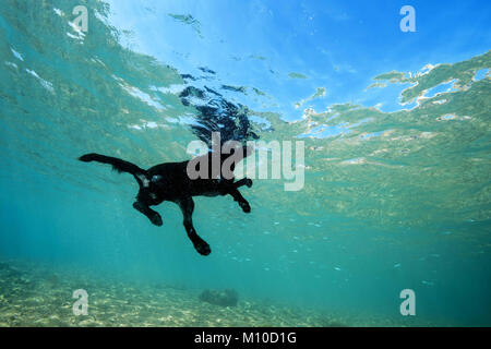 Mer Rouge, Dahab, Egypte. 15 Nov, 2017. Chien noir flotte sur la surface de l'eau Crédit : Andrey Nekrasov/ZUMA/ZUMAPRESS.com/Alamy fil Live News Banque D'Images