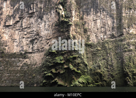 Tuxtla Canyon del Sumidero, chutes d'arbres de Noël Mexique Banque D'Images