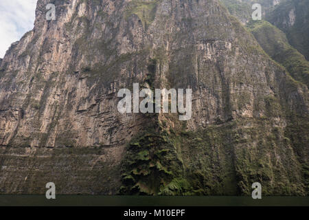 Tuxtla Canyon del Sumidero, chutes d'arbres de Noël Mexique Banque D'Images