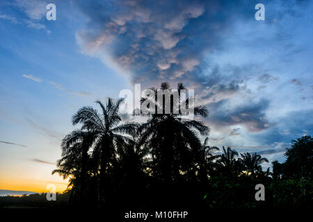 Coucher de soleil spectaculaire à Tabin Wildlife Reserve, Sabah, Bornéo, Malaisie Banque D'Images