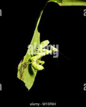 Flower Mantis (Creobroter sp.), Tabin Wildlife Reserve, près de Lahad Datu, Sabah, Bornéo, Malaisie Banque D'Images