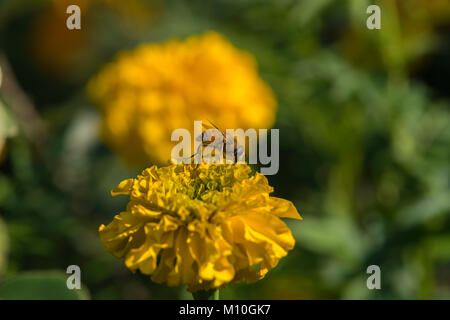 Eristalis tenax drone fly on flower in garden Banque D'Images