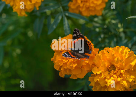 L'amiral rouge papillon sur fleur dans le jardin Banque D'Images