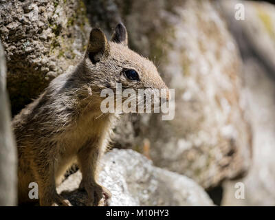 L'écureuil mignon in Yosemite National Park, Californie Banque D'Images