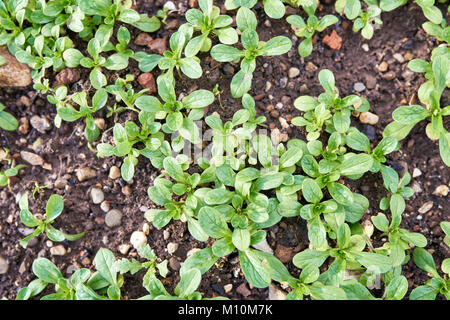 La mâche - salade de maïs avec des gouttes de plus en plus dans le sol. Potager avec laitue Salat. Banque D'Images