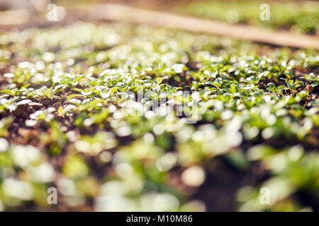 La mâche - salade de maïs avec des gouttes de plus en plus dans le sol. Potager avec laitue Salat. Banque D'Images