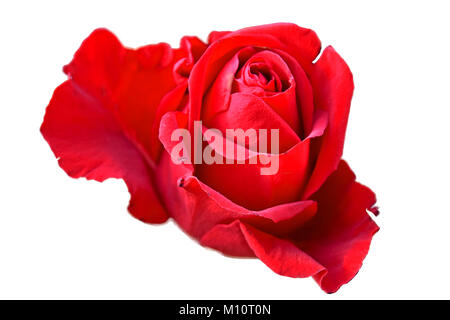 Saint Valentin rose rouge présent. Symbole de l'amour. Banque D'Images