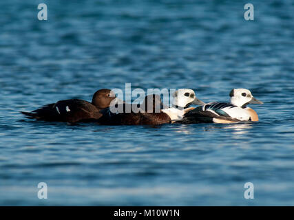 Eider de Steller (Polysticta stelleri) dans le port de Vardø, Norvège Banque D'Images