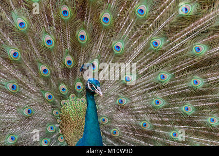 Portrait d'un Indien, ou des paons paons bleus (Pavo cristatus) avec ses plumes de la queue effilée que derrière lui. Généralement connu comme un paon. Banque D'Images