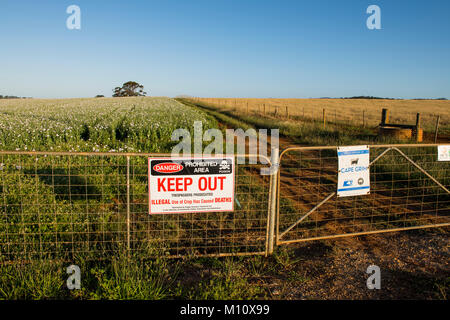 Mentions légales l'agriculture du pavot à opium en Tasmanie, l'Australie fournit à l'industrie pharmaceutique la matière première de leurs opioïdes. Banque D'Images