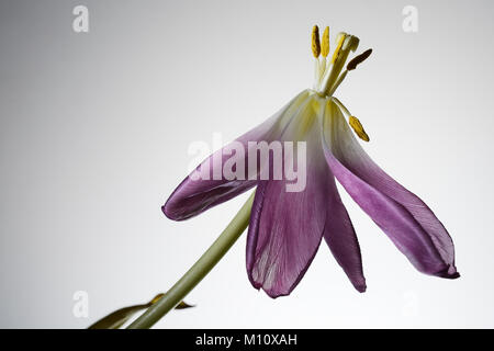 Withering tulip fleur sur fond blanc Banque D'Images
