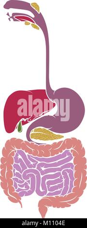 Schéma de l'appareil digestif Anatomie Humaine Illustration de Vecteur