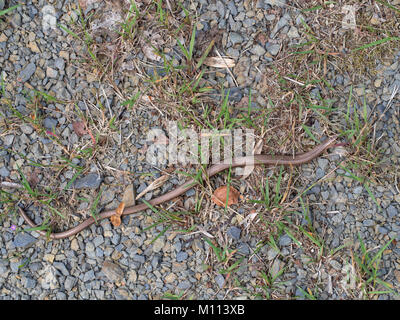 Slow worm, Anguis fragilis Banque D'Images