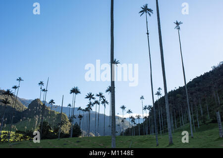La vallée de Cocora près de Salento avec paysage enchanteur de pins et d'eucalyptus dominé par le fameux géant wax palms, ciel bleu clair, Colombie Banque D'Images