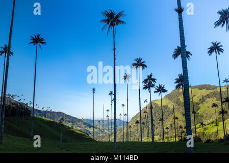 La vallée de Cocora près de Salento avec paysage enchanteur de pins et d'eucalyptus dominé par le fameux géant wax palms, ciel bleu clair, Colombie Banque D'Images