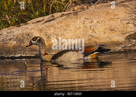 Egyptian goose (Alopochen aegyptiacca) sur l'eau Banque D'Images