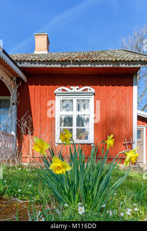 La floraison des jonquilles dans un jardin dans un chalet rouge au printemps Banque D'Images