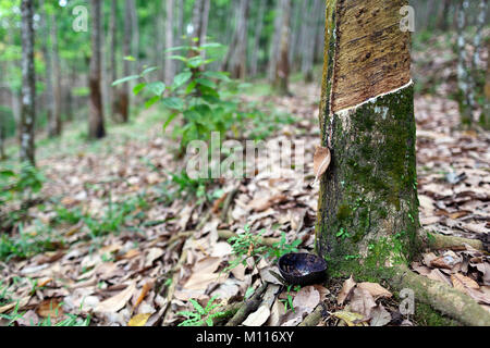 Le latex qui s'écoule de l'arbre à caoutchouc, Bukit Lawang, Sumatra, Indonésie. Banque D'Images