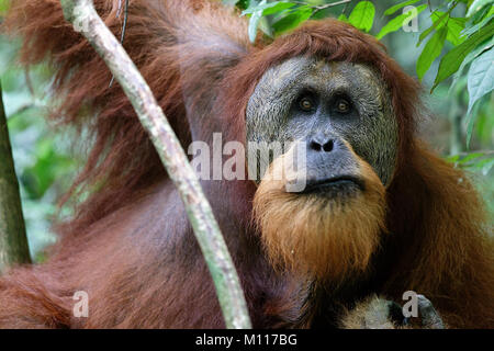 L'orang-outan de Sumatra (Pongo abelii) mâle mature. Parc national de Gunung Leuser Sumatra en Indonésie. Banque D'Images