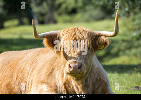 Close up of magnifique Highland cow (bull) avec grandes cornes et longue frange, Sam le pâturage dans le domaine ensoleillé. Regard fixe crée vache grincheuse look. Banque D'Images