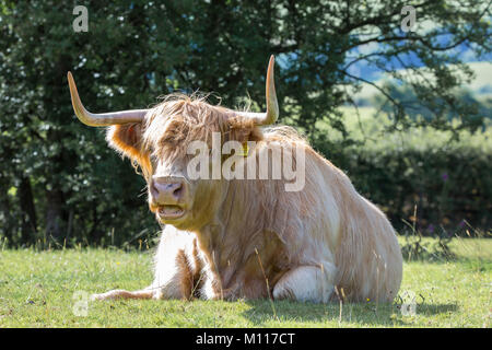 Gros plan de la vache des hautes terres (taureau) avec de longues cornes pointues, assise dans le champ ensoleillé de pâturage et de mooing.Vue de face, tête sur la sête et bouche ouverte. Banque D'Images