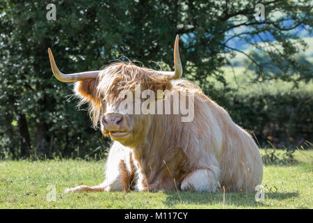 Campagne close up : vache highland (bull) assis dans le domaine, dans le soleil, joli soleil fond bois, pâturage et beugler. Vue avant, tête stare. Banque D'Images