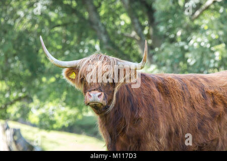 Gros plan Highland vache isolé à l'extérieur debout dans la prairie d'été au soleil, regardant grincheux, longue frange couvrant les yeux. Élevage britannique. Banque D'Images