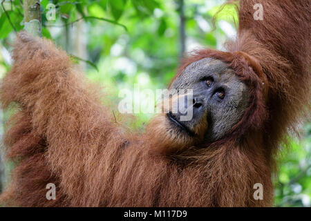 L'orang-outan de Sumatra (Pongo abelii) mâle mature. Parc national de Gunung Leuser Sumatra en Indonésie. Banque D'Images