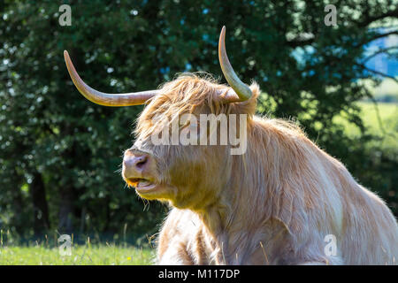 Gros plan de la vache des Highlands (taureau) avec cornes pointues, isolée à l'extérieur dans le champ de campagne du Royaume-Uni, respire fortement. Banque D'Images