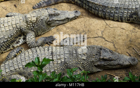 Peu de crocodiles allongés sur le sol au Vietnam Banque D'Images