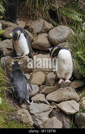 Penguin, Fiordland Eudyptes pachyrhynchus sur sentier qui à / de nidification Banque D'Images