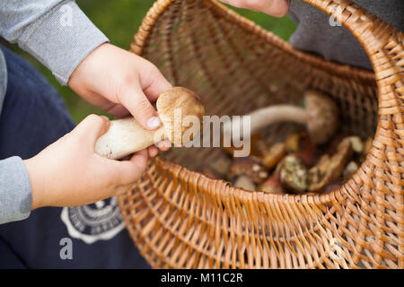 Les récoltes des forêts au cours d'une balade dans la forêt - les champignons, cèpes, bolets champignons. Banque D'Images