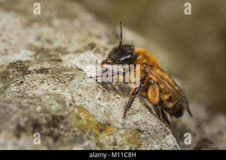 Une femme Buffish - abeille Andrena nigroaenea minière - reposant sur un rocher. Banque D'Images