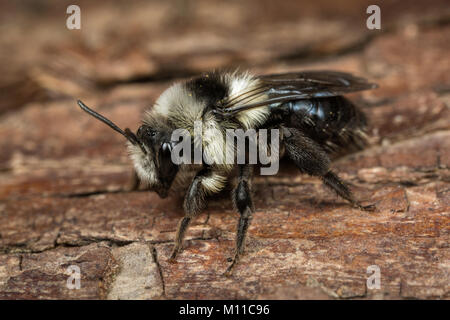 Une femelle cendré Mining-bee - Andrena cineraria - sur un morceau d'écorce. Banque D'Images