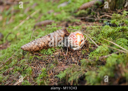 Jeune Amanita muscaria grandi à l'intérieur d'une forêt en Dolomites (Italie) Banque D'Images