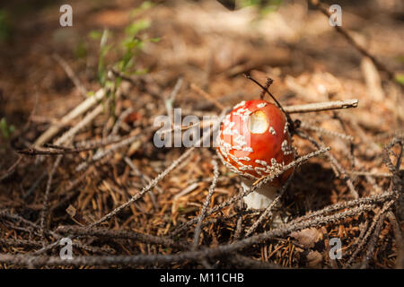 Jeune Amanita muscaria grandi à l'intérieur d'une forêt Banque D'Images