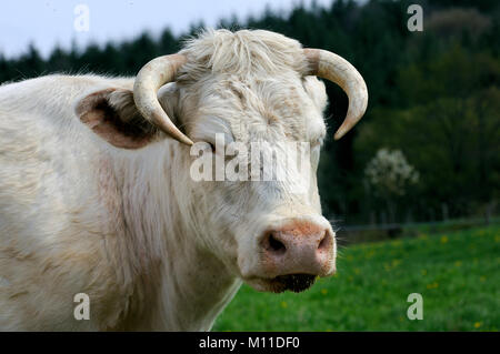 Portrait de vache blanche dans le pâturage Banque D'Images