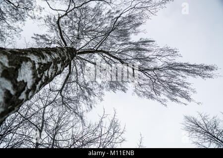 Bouleau majestueux au cours de l'hiver suédois Banque D'Images