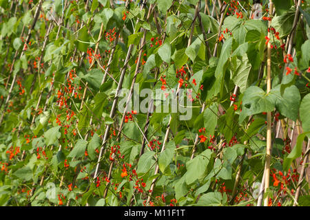 Une longue rangée de haricot d'usines en fleur. Profondeur de champ. Banque D'Images