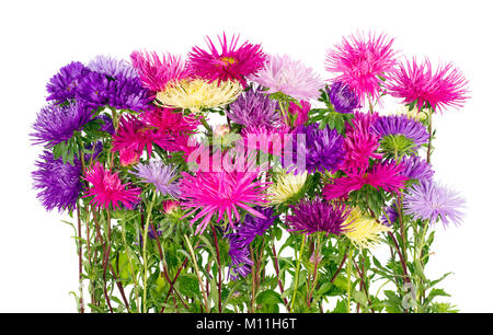 Terry luxuriant asters d'automne fleurissent sur le parterre. Isolated on white studio shot Banque D'Images