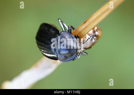 Carrion beetle européenne, Phosphuga atrata Banque D'Images