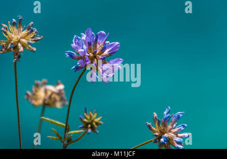 Close up image d'une fleur de velours sur un fond turquiose Banque D'Images