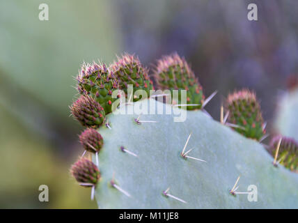 Close up image de fleur de cactus sicilienne en fleur, également connu sous le nom de Opuntia ficus-indica ou poire cactus Banque D'Images