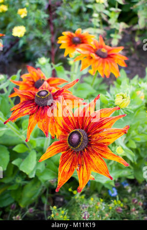 De couleur roussâtre Rudbeckia hirta soleil des Prairies en septembre floraison au début de l'automne en UK Banque D'Images