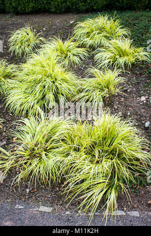 Graminées ornementales utilisées comme une caractéristique dans une bordure de jardin - Carex Evergold en septembre début de l'automne en UK Banque D'Images