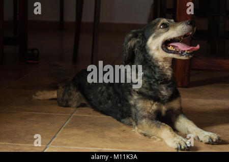 Portrait d'un chien bâtard en appui avec la langue dans une maison rurale. Banque D'Images