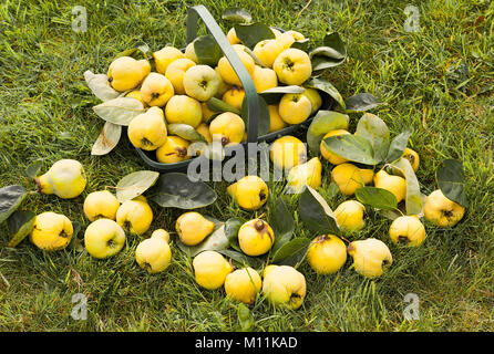 La récolte d'un rassemblement de Cydonia oblonga cognassier comestible de Meech prolifiques dans le Wiltshire England UK Banque D'Images