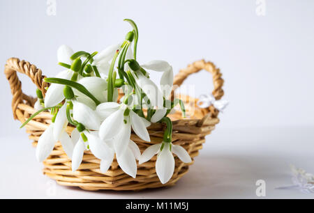 Perce-neige dans les petits panier en osier sur une table Banque D'Images