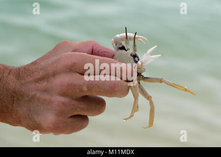 L'homme côté est titulaire d'un crabe Banque D'Images